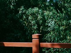 -上海佘山国家森林公园天马山园