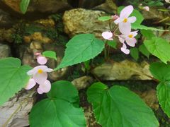 -北京上方山国家森林公园