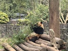 -都江堰中华大熊猫苑