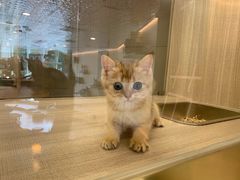 -飞行喵MR PILOT|猫舍·猫咖(静安大融城店)