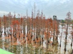 -白鹭湾湿地公园