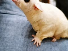 -藦茜花园宠物主题亲子互动体验馆(国顺东路店)