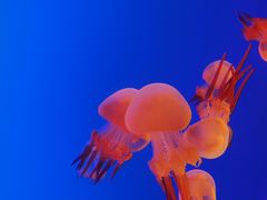 -上海海洋水族馆