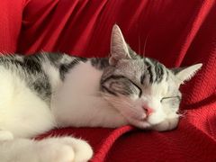 -猫大福·Fortune Cat猫舍(百子湾店)