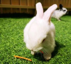 -萌宠亲子动物乐园(槐房万达店)