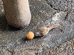 -利强记北角鸡蛋仔(弥敦道店 )