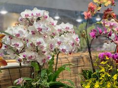 -双季花艺园艺市场(浦东店)