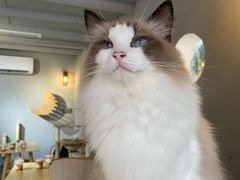 -豆逗聊愈猫阁Easy Life