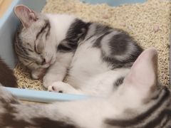 -屋虎猫馆(宝安大仟里店)