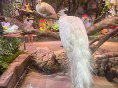 -正佳雨林生态植物园