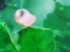 -中环花鸟鱼虫市场