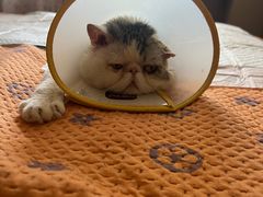 -瑞派福兴宠物医院犬猫全科·骨科·中西医结合(河东店)