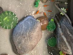 -严记小天府酸菜鱼(西四路店)