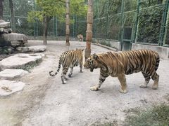 -上海野生动物园