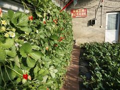 -大自然农场蔬菜草莓采摘园