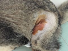 -瑞鹏宠物医院·骨科·猫科·内科(第一中心)