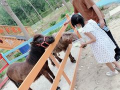 -合肥滨湖国家森林公园