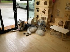 -李小姐の猫咖啡馆(五角场店)