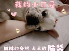 -萌宠之家·腊肠犬·马尔泰·小体犬舍