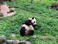 -都江堰中华大熊猫苑