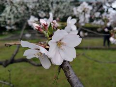 -武汉大学-樱园