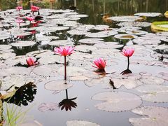 -中国科学院西双版纳热带植物园