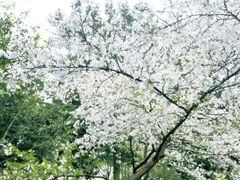 -茅家埠