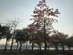 -顺峰山公园