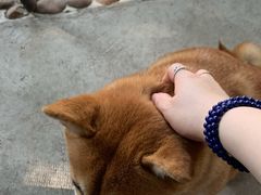 -柴犬高等学院·狗咖·柴犬售卖·宠物训练