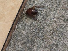 -清水湾酒店(深圳横岗塘坑地铁站店)