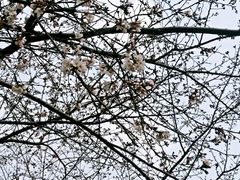 -西北湖绿化广场