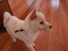 -柴犬小屋·柴餐厅·狗咖食堂(金鼎广场店)