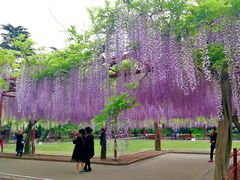 -嘉定紫藤园
