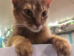 -猫小院猫主题咖啡厅(北锣店)