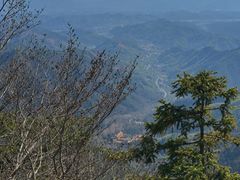 -天目山大树王景区