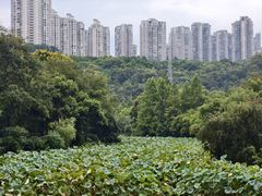 -龙头寺公园