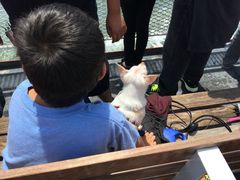 -阿尔卡特拉斯岛