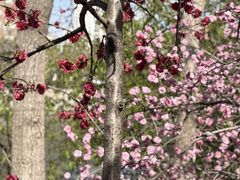 -桃花堤公园