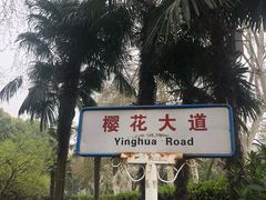 -武汉大学-樱园