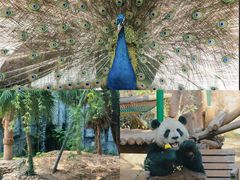 -五龙山野生动物王国