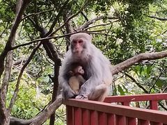 -姑婆山旅游区
