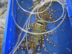 -幸福姐海鲜大排档