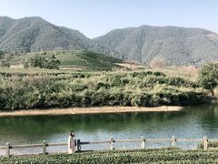 -龙坞茶村