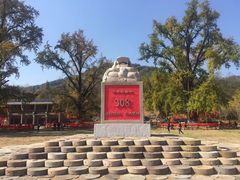 -千年银杏谷文化旅游区