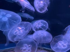 -欢乐海岸海洋奇梦馆