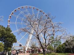 -顾村公园