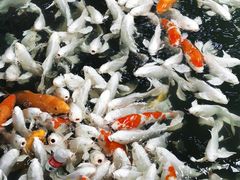 -南宫五洲植物乐园