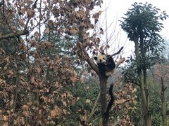 -都江堰中华大熊猫苑