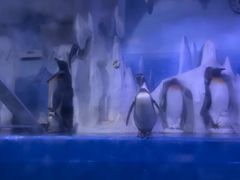 -多彩贵州城极地海洋世界