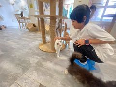 -楼上猫咖(罗湖店)